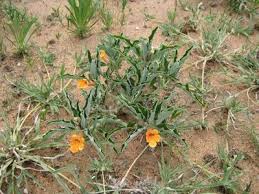 Image result for Pterodiscus aurantiacus