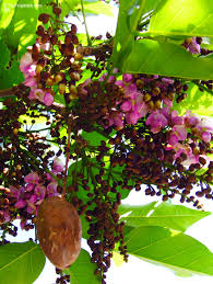 Image result for Millettia pinnata