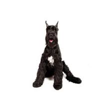 The bouvier des flandres is known for their beard and mustache look. Giant Schnauzer Puppies Petland Dallas Tx