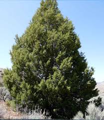 Image result for Juniperus procera
