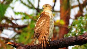 Maybe you would like to learn more about one of these? Amazon Com Movies For Cats Cooper S Hawk Hunting Cooper S Hawk Backyard Birder Movies Tv