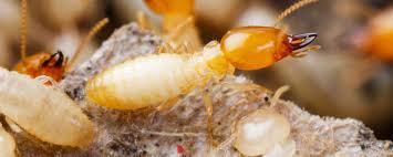 Plus, some people find that they also keep away spiders, ants and roaches 1. Commercial Termite Control Ledford S Pest Control