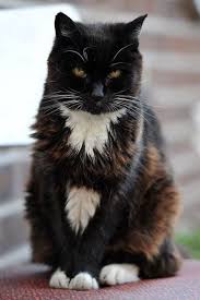 Le Chat Le Plus Vieux Du Monde Le Top 10 Des Chats Qui Vont Vous Etonner