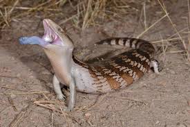 Check out our blue tongue skink selection for the very best in unique or custom, handmade pieces from our куклы и миниатюры shops. Why Northern Bluetongue Skinks Have Ultraviolet Tongues