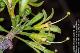 Image result for Turraea nilotica