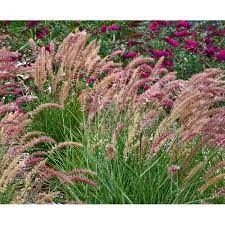 Delicately attractive fountain grass with mounds of bright green. Pennisetum Orientale Karley Rose