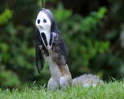 Furhouse squirrel feeder picnic table i hanging squirrel feeders for outside squirrel house, funny squirrel picnic table feeder, squirrel picnic bench squirrel table, fun squirrel food feeder corn cob These Squirrel Feeders Are So Ingenious You Ll Want Your Very Own Wow Amazing