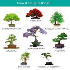 Give them the material and tools to develop specimen bonsai. Ashbrook Outdoors Bonsai Starter Kit To Grow 8 Colorful Bonzai Trees Complete Gardening Set Buy Online At Best Price In Uae Amazon Ae