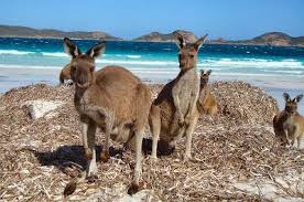 Capture The Colour Of Western Australia The World Is Waiting Western Australia Australia Esperance Australia