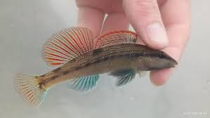 Image result for Artabotrys stolzii