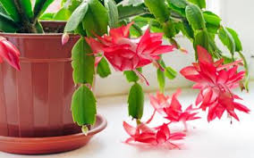 It's important to allow the soil to dry out in order to prevent it to become sour. Care For Your Christmas Cactus Home Garden Daily Journal Com