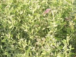 Image result for Pluchea