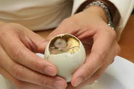 Filipino food… balut… delicious duck egg! Key Ingredient Balut Key Ingredient Chicago Reader