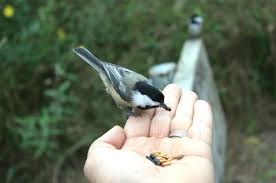 Bird Doesn T Care About Being Eaten Tips And Tricks For Getting Birds To Eat Out Of Your Hand How To Attract Birds Bird Feeders Backyard Birds