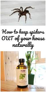 Home Remedies To Keep Spiders Out Of Your House Spiders Repellent Spiders Repellent Diy Repellent Diy