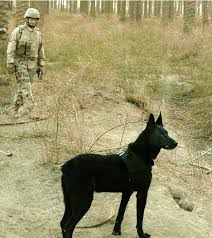 They are all very similar in body conformation, with the biggest. Belgian Malinois Mwd Download Scientific Diagram