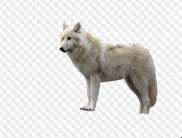 Image result for dog image no background