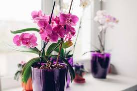 Vous trouverez dans cet article toutes les méthodes à employer pour arroser de façon adéquate votre orchidée. Arrosage D Une Orchidee En Pot Frequence Quantite D Eau
