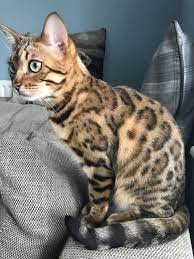 Bengal cats are a wonder of nature, a kind and affectionate version of the large leopards found in the jungle. Im Sure It Will But At The Moment It Feels Like Someone Is Squeezing My Tummy Bengal Cat Bengal Kitten Cats