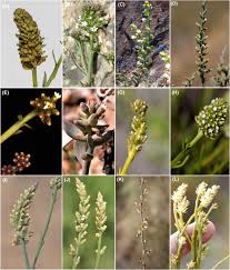 Image result for Thesium goetzeanum