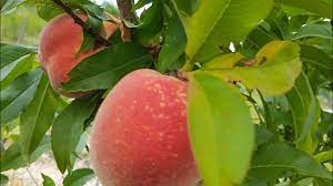 239 florida king and spring creast had markedly different color compared to the other tested 240 cultivars of the peaches. Florida King Peach Review Youtube