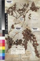 Image result for Eugenia aschersoniana