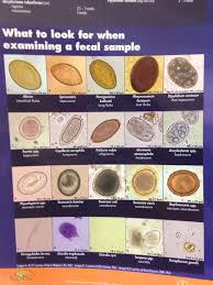 Vet Tech Students You Should Know This Chart Vet Tech