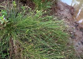 Image result for Abildgaardia ovata
