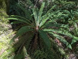 Image result for Pteris atrovirens
