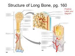 Long bone diagram to label wiring diagram schema blog. Structure Of Long Bone Diagram Quizlet