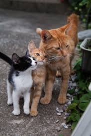 The Mama Cats In These Stories Have That Motherly Instincts And Will Do Whatever It Takes To Protect Their Youngsters E Cute Animals Cute Baby Animals Animals