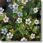 Image result for Hydrophyllaceae