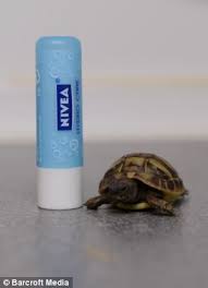 I M Causing Quite A Stir You Know Tank The 1 5in Tortoise Is So Tiny He Can Fit In A Spoon Zooborns Tortoise Hermann Tortoise