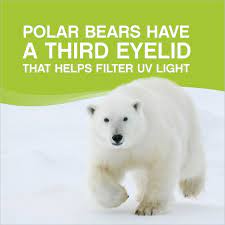Polar Bears Have A Third Eyelid That Helps Filter Uv Light Optometry Facts Animals Polar Bear Eye Facts Optometry