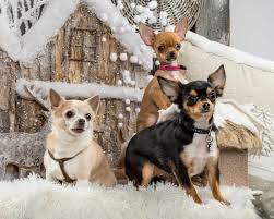 Find chihuahua in dogs & puppies for rehoming | 🐶 find dogs and puppies locally for sale or adoption in canada : How Much Do Chihuahuas Cost Puppy Price And Cost Of Raising