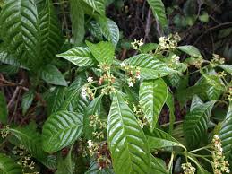 Image result for Psychotria auxopoda