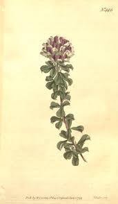 Image result for Otholobium foliosum