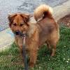Many people are looking for chow husky mix puppies for sale, especially those who want to make sure that their children are able to raise a healthy and happy pet.by researching the breed you can learn the history of the breed as well as how the dogs have grown and changed over the years. Https Encrypted Tbn0 Gstatic Com Images Q Tbn And9gcr8pcyrplqjenhsmzqsftvddedxsyy1woj1qbfgnloxspvgmioy Usqp Cau