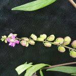 Image result for Polygala persicariifolia