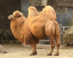 Are camels faster than horses? Bactrian Camel Wikipedia