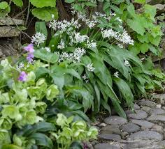 Image result for Jasminum multipartitum