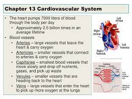 Chapter 13 Cardiovascular System Ppt Download