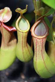 Carnivorous Plant Carnivorous Plants Carnivorous Insectivorous Plant
