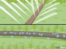 But what about the plants in our gardens? How To Protect Your Garden During A Harsh Summer 13 Steps