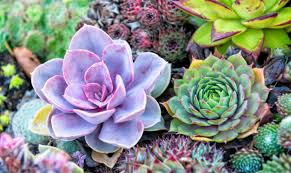 Come curare le piante grasse da appartamento perché le nostre piante grasse da appartamento crescano rigogliose, sarà bene innaffiarle solo quando la terra nel vaso risulterà secca. Piante Grasse Consigli Per Coltivarle In Casa Www Stile It