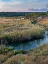 Image result for Vepris zambesiaca