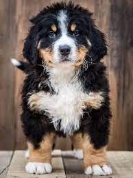 Big, intelligent breeds like the australian shepherd bernese mountain dog mix can be great companions. Bernese Mountain Dog Hypoallergenic Mix Online