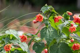 Image result for Abutilon austro-africanum