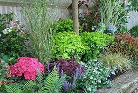 Homebase Uk Plants That Like Shade Garden Plants Uk Shade Garden Plants