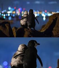 The penguins of middle island (near warrnambool) were made famous in the 2015 movie oddball, which tells the story of how the colony was saved by other animal encounters around melbourne. Penguin Friends Sharing A Quiet Time Overlooking St Kilda Harbour Melbourne Australia Photo By Tobias Baumgartner Natureisfuckinglit